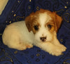 Jack-a-poo For Sale Fredericksburg, OH Male- Bo