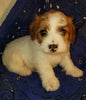 Jack-a-poo For Sale Fredericksburg, OH Male- Bo