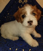 Jack-a-poo For Sale Fredericksburg, OH Male- Bo