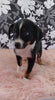 Mini Australian Shepherd Mix For Sale Fredericksburg, OH Male- Bobbie