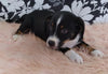 Mini Australian Shepherd Mix For Sale Fredericksburg, OH Male- Bobbie
