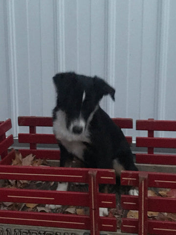 Mini Australian Shepherd Mix For Sale Fredericksburg, OH Male- Bobbie