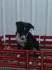 Mini Australian Shepherd Mix For Sale Fredericksburg, OH Male- Bobbie
