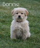 AKC Registered Golden Retriever For Sale Fredericksburg, OH Female- Bonnie