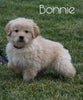 AKC Registered Golden Retriever For Sale Fredericksburg, OH Female- Bonnie