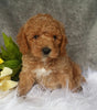 Mini Labradoodle For Sale Millersburg, OH Male- Boomer