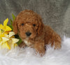 Mini Labradoodle For Sale Millersburg, OH Male- Boomer