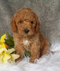 Mini Labradoodle For Sale Millersburg, OH Male- Boomer