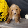 F1B Medium Labradoodle For Sale Millersburg, OH Male- Boots