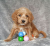 Mini Labradoodle For Sale Millersburg, OH Male- Boots