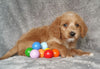 Mini Labradoodle For Sale Millersburg, OH Male- Boots