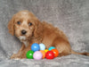 Mini Labradoodle For Sale Millersburg, OH Male- Boots
