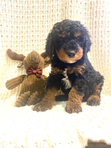 Moyen Poodle For Sale Wilmot, OH Male- Bowser