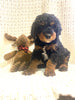 Moyen Poodle For Sale Wilmot, OH Male- Bowser