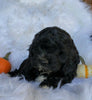 Cockapoo For Sale Fredericksburg, OH Male- Bradley