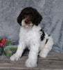Medium F1B Labradoodle For Sale Millersburg, OH Male- Brady