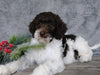 Medium F1B Labradoodle For Sale Millersburg, OH Male- Brady