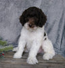 Medium F1B Labradoodle For Sale Millersburg, OH Male- Brady