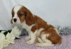 AKC Registered Cavalier King Charles Spaniel For Sale Wooster, OH Male- Branson