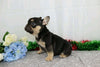 AKC Registered French Bulldog For Sale Wooster, OH Male- Branson