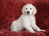 AKC Registered English Cream Golden Retriever For Sale Fredericksburg, OH Male - Braxton -Genetic Tested