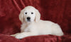AKC Registered English Cream Golden Retriever For Sale Fredericksburg, OH Male - Braxton -Genetic Tested