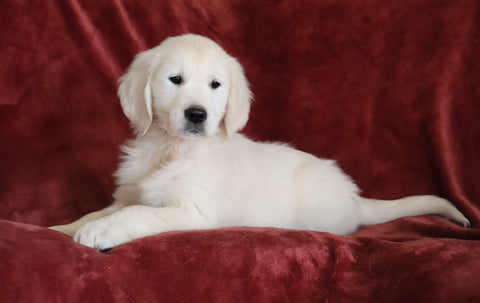 AKC Registered English Cream Golden Retriever For Sale Fredericksburg, OH Male - Braxton -Genetic Tested