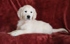 AKC Registered English Cream Golden Retriever For Sale Fredericksburg, OH Male - Braxton -Genetic Tested