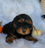 Cockapoo For Sale Fredericksburg, OH Male- Brent