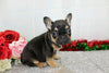 AKC Registered French Bulldog For Sale Wooster, OH Female- Brielle