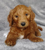 Goldendoodle For Sale Millersburg, OH Male- Brisk