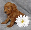 Goldendoodle For Sale Millersburg, OH Male- Brisk