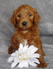 Goldendoodle For Sale Millersburg, OH Male- Brisk