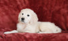 AKC Registered English Cream Golden Retriever For Sale Fredericksburg, OH Male - Brody -Genetic Tested