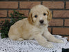 Cockapoo For Sale Millersburg, OH Male- Brody