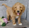 F1B Goldendoodle For Sale Millersburg, OH Male- Brody