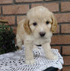 Cockapoo For Sale Millersburg, OH Male- Brody