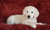 AKC Registered English Cream Golden Retriever For Sale Fredericksburg, OH Male - Brody -Genetic Tested