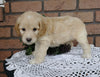Cockapoo For Sale Millersburg, OH Male- Brody