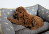 Cavapoo For Sale Millersburg, OH Male- Brody