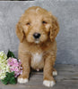 F1B Goldendoodle For Sale Millersburg, OH Male- Brody