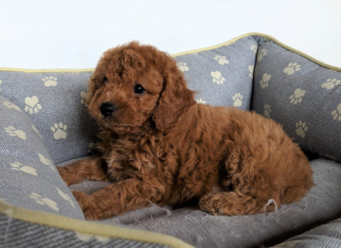 Cavapoo For Sale Millersburg, OH Male- Brody