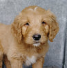 F1B Goldendoodle For Sale Millersburg, OH Male- Brody