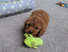 Cavapoo For Sale Millersburg, OH Male- Brody