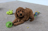 Cavapoo For Sale Millersburg, OH Male- Brody