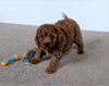 Cavapoo For Sale Millersburg, OH Male- Brody