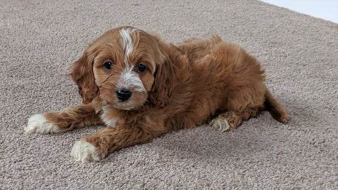Cavapoo For Sale Millersburg, OH Female- Brook