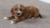 Cavapoo For Sale Millersburg, OH Female- Brook