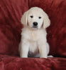 AKC Registered English Cream Golden Retriever For Sale Fredericksburg, OH Female - Brooke -Genetic Tested