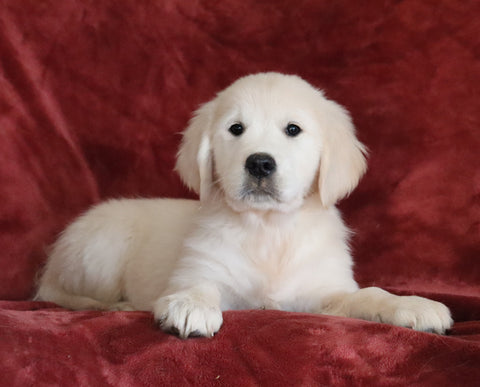 AKC Registered English Cream Golden Retriever For Sale Fredericksburg, OH Female - Brooke -Genetic Tested